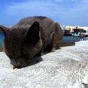 Mykonos Katzen (33)